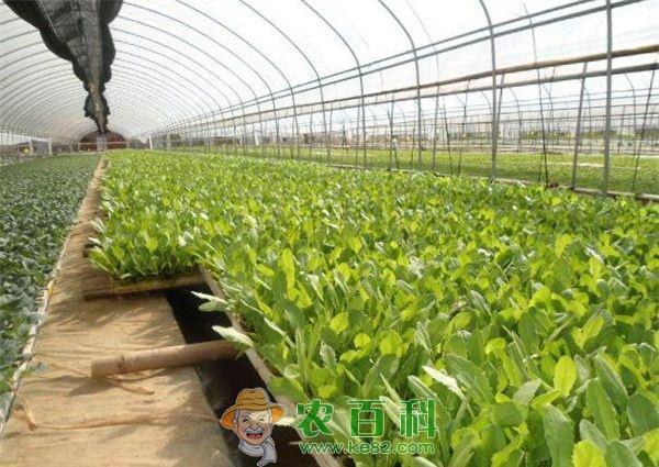 油麦菜 大棚秋冬茬油麦菜的栽培技术