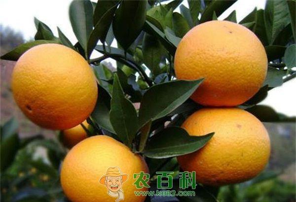 橙子 橙子浑身都是宝