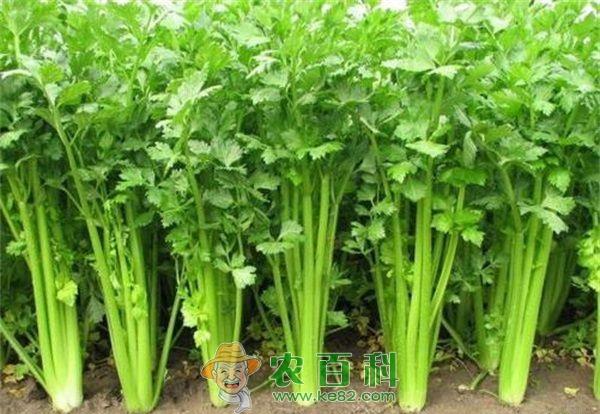 芹菜软化种植技术 土客网网 芹菜软化种植技术