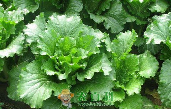 白菜 白菜的施肥技术