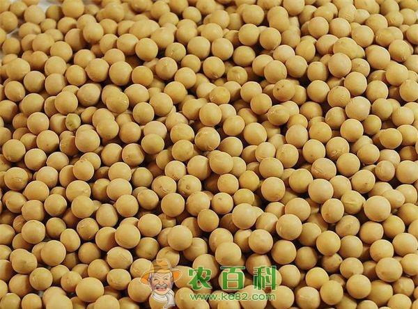 黄豆--土客网网 黄豆田不能用使它隆除草