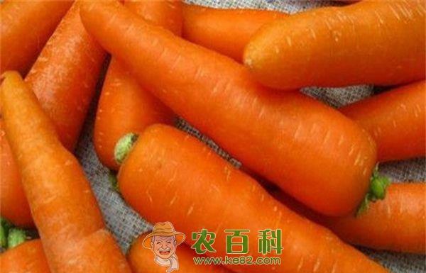 胡萝卜 市场胃口小 胡萝卜“躺”地头