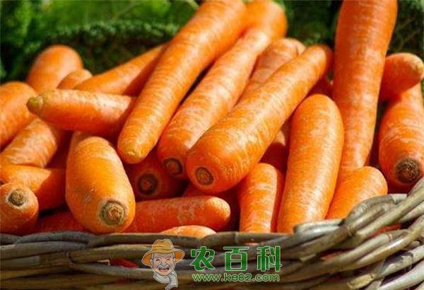 为什么说胡萝卜是有效的解毒食物 为什么说胡萝卜是有效的解毒食物