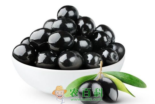 西班牙上季橄榄收成欠收
