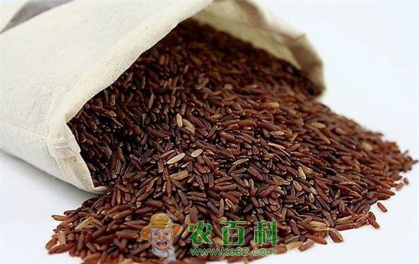 九月红米后期生长管理