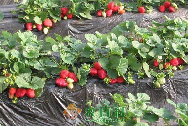 清水草莓罐头的制作