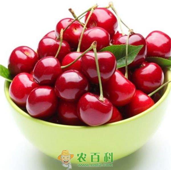 车厘子 车厘子根癌病的防治技术