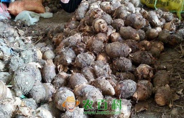有机毛芋头的优质高产种植技术