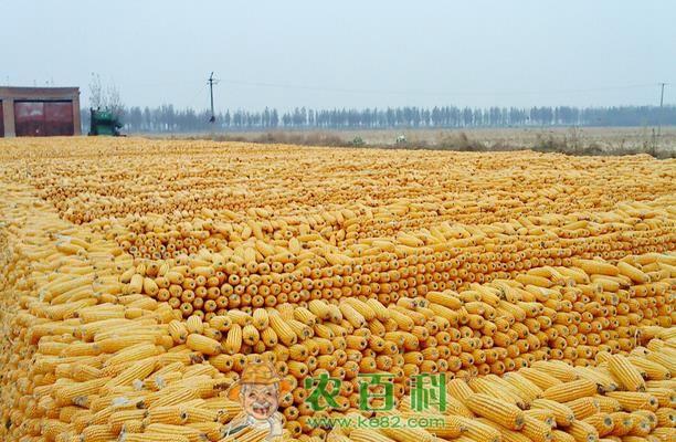 青海最大全膜双垄示范区玉米丰收