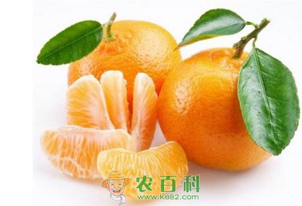 橘子内惊见活蛆 专家称可消化吸收