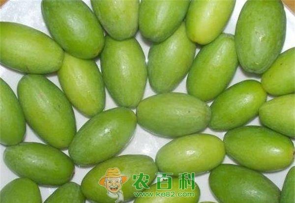 油橄榄嫁接砧木的选择