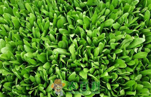 油麦菜的田间管理--土客网网 油麦菜的田间管理