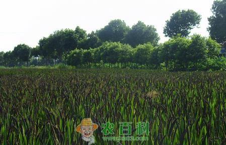 黑米种植技术之除草剂的用法