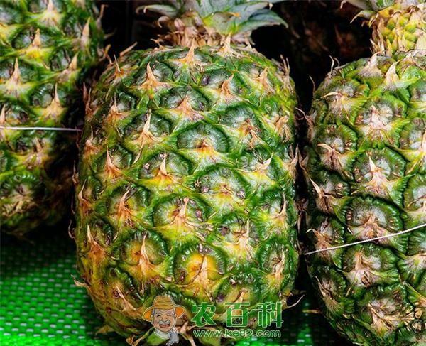 医检师兼职翻转地瓜田改种凤梨 土客网网 医检师兼职翻转地瓜田改种凤梨