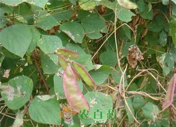 扁豆花叶病毒