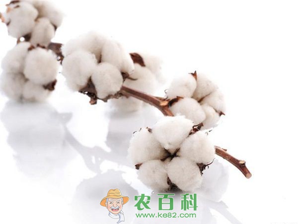 棉花 全产业链探索棉花增长