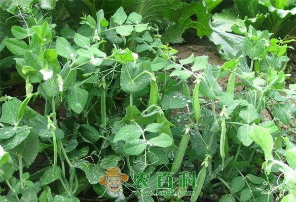 防治香豌豆炭疽病的技术