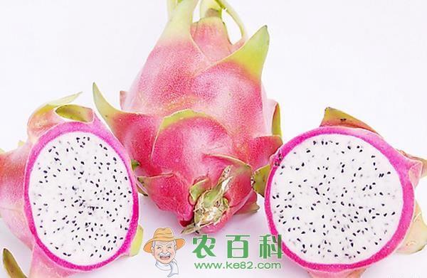 火龙果的吃法 火龙果的吃法