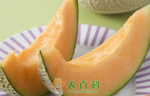 哈密瓜 哈密瓜大王的致富路