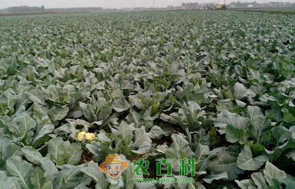 花椰菜种植技术 春季花椰菜种植技术