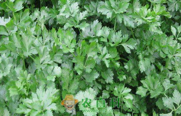 秋芹菜的种植管理技术 秋芹菜的种植管理技术