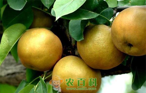 梨种植的矮化密植栽培