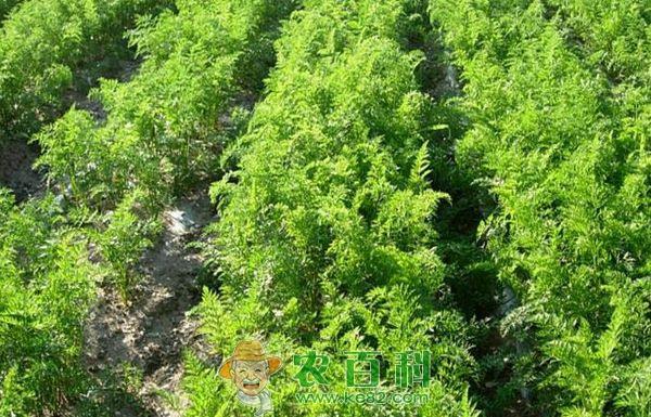 胡萝卜 发展秋季胡萝卜种植技术