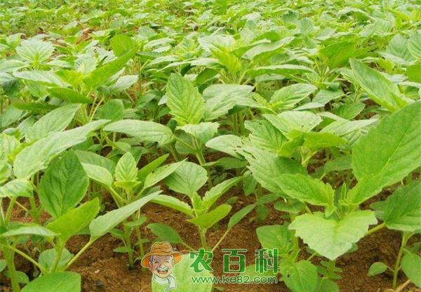 芝麻地化学除草两法