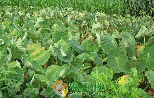 无公害小芋头种植技术要点 无公害小芋头种植技术要点