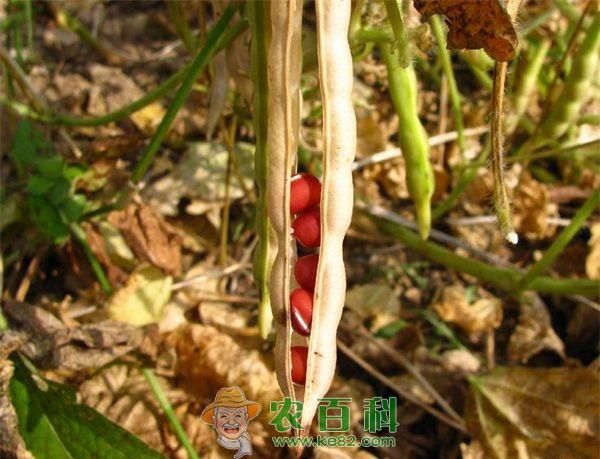 红小豆几月份播种最合适