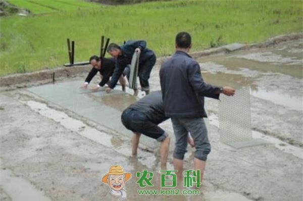 水稻的抛秧技术 水稻的抛秧技术