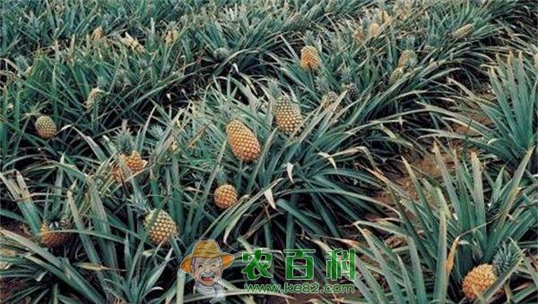 菠萝种植 菠萝种植的施肥管理