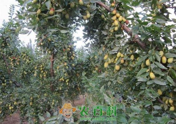 枣园秋施基肥的方法 土客网网 枣园秋施基肥的方法