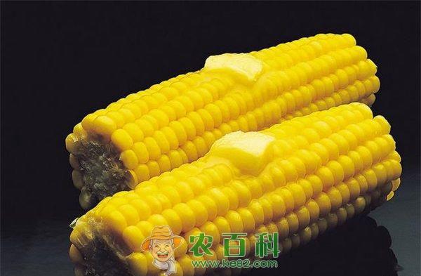 玉米 玉米田瘤黑粉病的识别及综防措施
