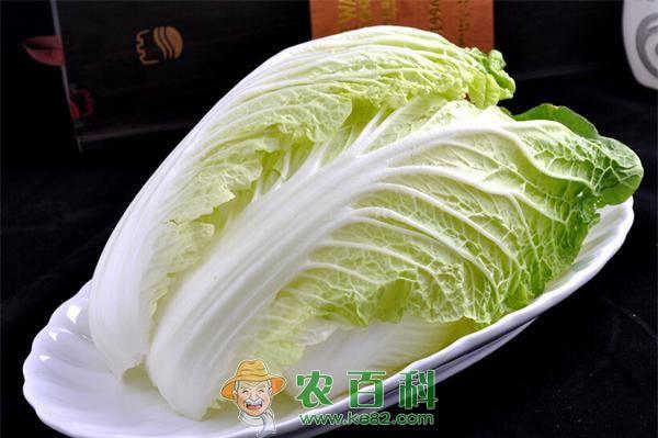 白菜的产地