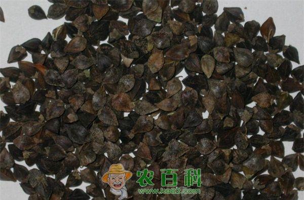 秋荞麦高产栽培技术