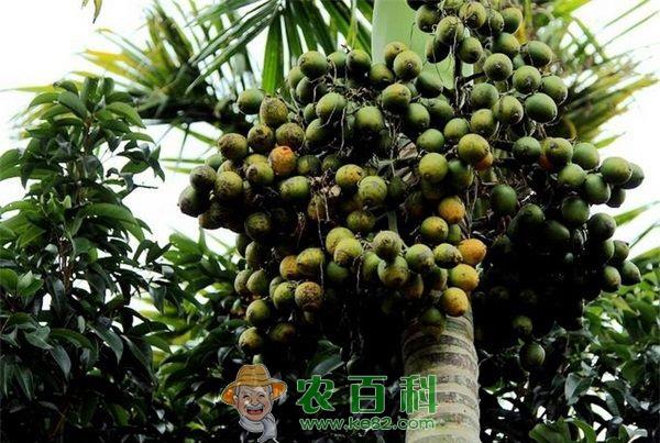 槟榔炭疽病 槟榔炭疽病的防治方法