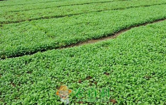 油菜免耕种植技术