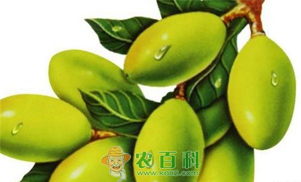 油橄榄对氮素的需求