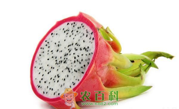 火龙果的种植