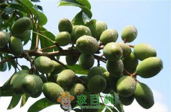 油橄榄对氮素的需求