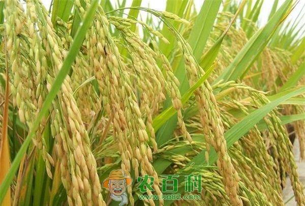 红米 红米栽后加强田管