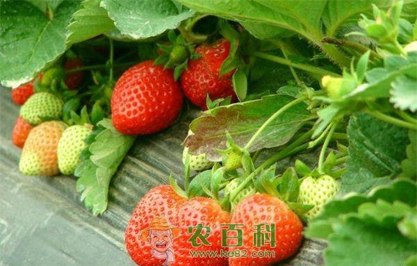 草莓繁苗的注意要点