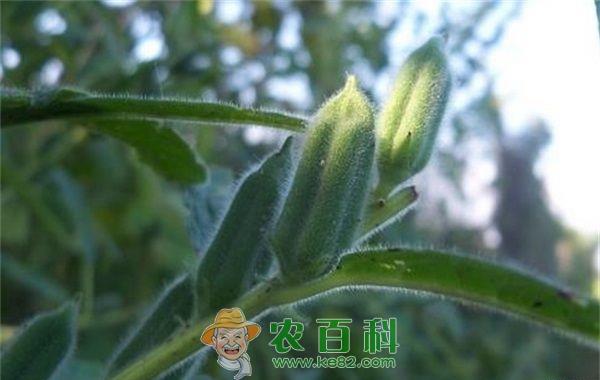 芝麻 芝麻防倒,苗期抓早