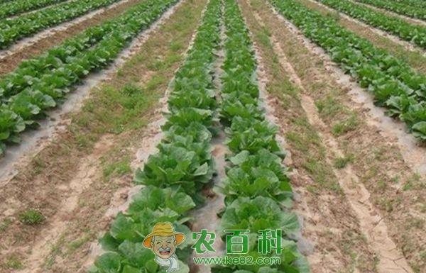 大白菜施肥技术 大白菜施肥技术