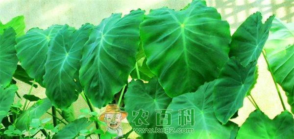 芋头病害如何治疗