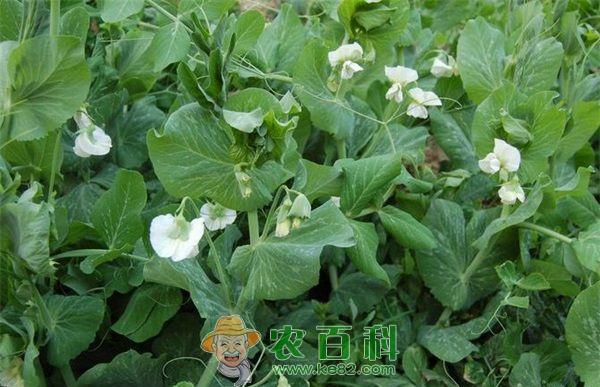 豌豆种植技术之白粉病的防治