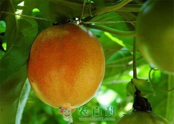 百香果种植技术