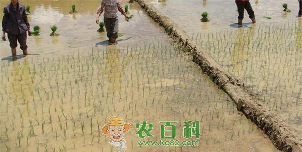 水稻简化种植技术