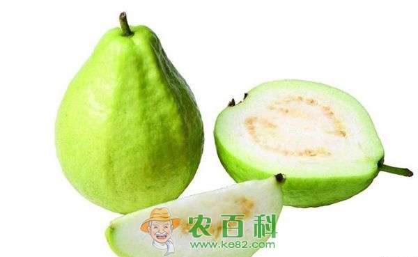 广西灵山番石榴丰收